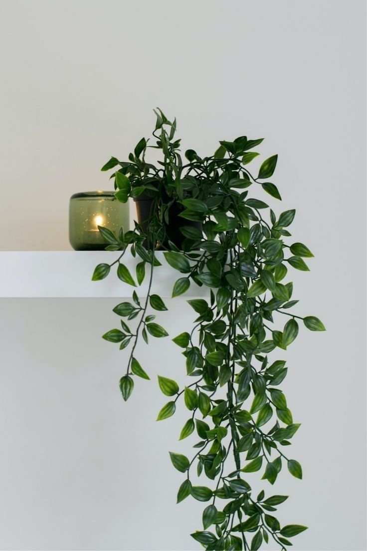 Hanging Plant